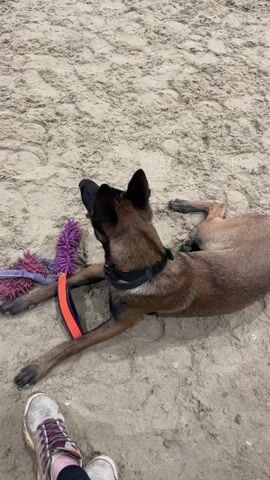 In a sandy indoor dog agility training facility, a brown Malinois dog lies on its side, looking to its left. It has a black muzzle and a black collar with an orange accent. Beside its paws is a purple and orange dog toy. In the background, there are several agility obstacles, including jumps, poles, and a blue and yellow tunnel. A few people are visible in the distance. The lighting suggests it is daytime, and the setting is likely an indoor arena in Rassvet, Russia. The dog appears relaxed, perhaps resting between training sessions or waiting for its turn. The overall atmosphere is one of activity and training.