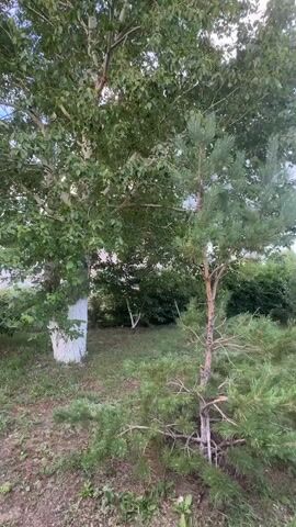 This is a video of a garden scene in Bayagiz, Kazakhstan. The camera pans across a variety of trees, including a large birch tree with a white-painted trunk and a young pine tree. There are also other evergreen trees and bushes in the background, creating a lush, green environment. The ground is covered in grass and dirt, with a stone pathway visible on the right side of the frame. The sky is partly cloudy, indicating daytime. There is no visible text in the media file. The overall impression is of a peaceful and natural outdoor setting.