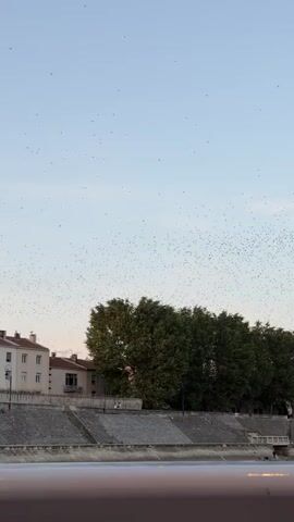 A flock of birds flies across a clear sky over a city embankment. The embankment is lined with trees and buildings. The sky is a pale blue. The birds are too small to discern any specific species.