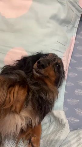 The video shows a long-haired dachshund dog lying on its back on a bed with a patterned blue and white duvet. The dog's fur is a mix of brown, black, and tan. Its eyes are dark brown and it appears to be looking up. The camera angle is from above the dog, and the video is shaky, suggesting it was filmed by someone holding a phone. The dog's head is tilted and it seems to be looking at something off-camera. The background consists of the duvet with a pattern of light blue feathers and some light pink shapes. There is also a white towel visible in the lower left corner of the frame. The lighting is somewhat dim, but the dog is clearly visible. The video appears to be a short clip of the dog relaxing or being playful.