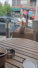 Morning cafe scenes with cat documented in Üsküdar