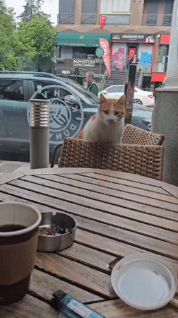 Morning cafe scenes with cat documented in Üsküdar