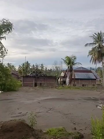 The video shows a landscape scene. In the foreground, there is a dry, muddy ground with some patches of green grass and a small pile of dirt. In the midground, there are several buildings. On the left, there is a building with a damaged roof, exposing its structure. Next to it, there is another building with a metal roof. Further to the right, there is a long building with a green roof and many windows. Behind these buildings, there are numerous palm trees scattered across the landscape. In the background, mountains are visible under a cloudy sky. The overall scene appears to be a rural or semi-rural area, possibly affected by some event that has caused damage to the structures. The time of day appears to be morning or late afternoon, given the soft lighting and the cloudy sky. There are no people or animals visible in the video.