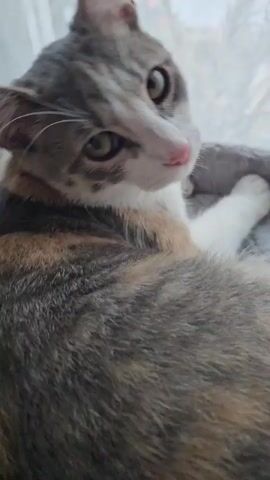 The video shows a person petting a cat, which is lying on a gray surface. The cat has a white, gray, brown, and orange coat, a pink nose, and green eyes. It also wears a pink collar with a bell. The cat is looking towards a window.