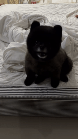 Person and Pomeranian dog share quiet afternoon moments indoors