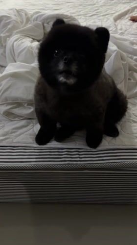 Person and Pomeranian dog share quiet afternoon moments indoors