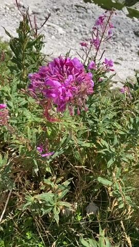 A close-up of pink mountain flowers, with the rocky, green slopes of a mountain valley in the background. The camera pans up and to the right to reveal a vast mountain landscape under a bright blue sky with scattered white clouds. The view includes rugged, grey mountain peaks, steep rocky slopes with patches of green vegetation, and a winding river in the valley below. The video is shot in a vertical aspect ratio.