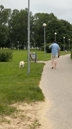 Dog walk and a perched seagull, Tallinn afternoon