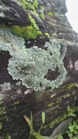 The video shows a close-up, handheld view of a rough, textured rock surface. The rock is covered in patches of green moss and light gray-green lichen. Small green plants, possibly grass and tiny seedlings, are growing out of crevices and around the edges of the rock. The lighting suggests an outdoor, natural environment, likely in daylight, with some areas of shadow and highlights on the rock and vegetation. The camera moves slowly, panning and tilting to reveal different sections of the rocky surface and its organic coverings. There are no people or animals visible in the video.