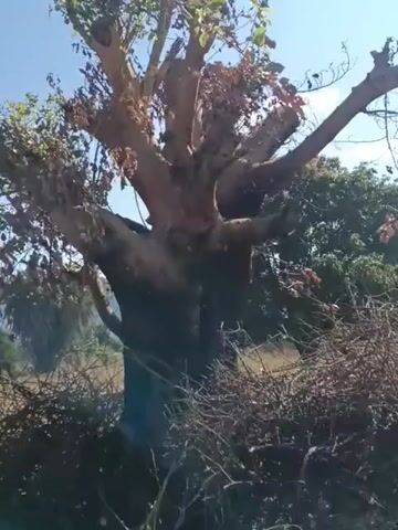 A video shows a large tree with its upper branches cut off. Some leaves are still attached to the remaining branches, and some are dry and brown. The trunk of the tree is thick and appears dark, possibly from smoke or charring. The ground around the base of the tree is covered with dry, thorny branches. In the background, there are more trees and a clear blue sky. The overall scene suggests a dry, possibly arid environment.