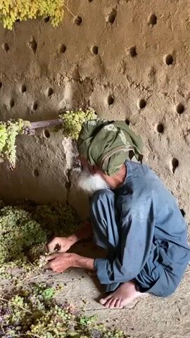 A man wearing a blue robe and a green turban is crouching on the floor of a room with mud walls. He is sorting through bunches of grapes that are spread on the floor and hanging from a wooden beam. The walls have many circular holes in them. The man has a white beard and is looking down at the grapes. He is using his hands to separate the grapes.