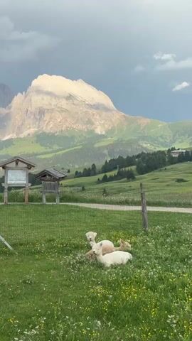 In a picturesque mountain meadow in Kastelruth - Castelrotto, Italy, three alpacas are resting in the tall green grass dotted with yellow wildflowers. Two alpacas, appearing to be adults, are lying down while a smaller alpaca, possibly a cria, sits upright between them. The backdrop features rolling green hills covered in trees, leading up to a majestic, rugged mountain peak bathed in the soft light of late afternoon. The sky is a mix of dramatic, dark clouds and lighter, brighter patches, suggesting an overcast or approaching storm. Two rustic wooden structures, possibly information kiosks or small shelters, stand in the middle ground. A weathered wooden signpost with text is visible to the left of the structures, adding a touch of human presence to the natural landscape. The overall scene evokes a sense of tranquility and natural beauty, despite the hint of dramatic weather.