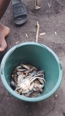 Seafood sorting and outdoor play captured in rural setting