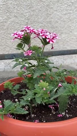 A potted plant with pink and white flowers is shown against a textured wall and a metal bar. The plant has green leaves and clusters of small, star-shaped flowers. Some of the flowers are fully bloomed, while others are still developing. The pot is made of terracotta-colored plastic. The video is a close-up shot, focusing on the plant and its flowers.