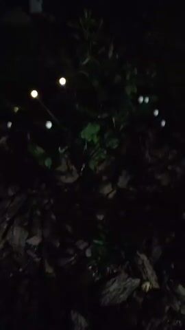 This is a short video clip, likely captured at night in a garden setting. The primary subjects are a cluster of plants, possibly a shrub or small tree, with large green leaves. Interspersed amongst the foliage and extending outwards on thin stalks are several small, round lights. These lights emit a warm, yellowish-white glow, creating a magical, firefly-like effect. The ground around the plants is covered in dark, rough mulch, suggesting an outdoor garden bed. The overall scene is dark, emphasizing the luminous quality of the lights. The lighting suggests it is nighttime, and the presence of the garden lights indicates an artificial illumination setup. The video appears to be taken from a slightly elevated angle, looking down onto the plants and lights. There are no people visible in the clip. The mood conveyed is peaceful and enchanting, due to the gentle glow of the lights against the dark backdrop. The location context provided is Supsekh, Russia.