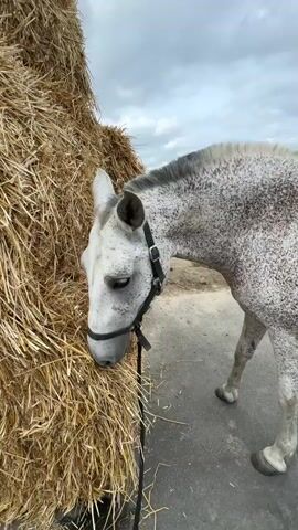 A white horse with grey speckles is eating hay from a large bale. The horse is wearing a black halter and is tethered by a black rope. The horse is standing on a paved surface, and the background shows a cloudy sky and a rural landscape.