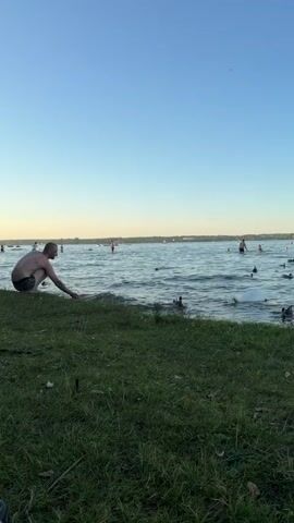 A man is squatting on the grassy shore of a lake, reaching out towards the water. There are several people swimming in the lake in the background. A swan is swimming near the shore, close to where the man is reaching. The sky is clear and blue.