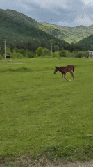 Horses graze near pixelated dinosaur sculpture in Armenian village