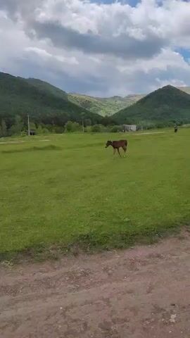 The video shows a brown foal with a dark mane and tail walking in a grassy field with mountains in the background. The foal is wearing a collar. The field is green and lush. There are a few small buildings and power lines visible in the distance. The sky is cloudy. The camera is stationary.