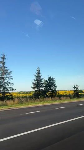 The video shows a view from a vehicle traveling along a paved road with white lane markings. On the right side of the road, there is a metal guardrail and a strip of green grass and vegetation. Beyond the guardrail, a vast field of bright yellow sunflowers stretches to the horizon under a clear blue sky. Several green trees and bushes are scattered within the sunflower field. A tall, triangular traffic sign is visible to the right of the road, mounted on a gray post. The camera is positioned inside the vehicle, with reflections of the vehicle's interior visible on the top portion of the screen. The overall scene depicts a rural landscape during the daytime.