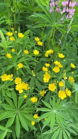 This is a close-up, vertical shot of a patch of wildflowers in Åmot, Norway. The dominant subjects are clusters of small, bright yellow buttercups interspersed with lush green lupine leaves. In the background, taller lupine stalks are visible, featuring spikes of pink and blue flowers. The image appears to have been taken outdoors, likely during daylight hours, with natural lighting. The leaves of the lupine have water droplets on them, suggesting recent rain or dew, and the overall impression is one of a vibrant, natural landscape. There is no visible text within the frame. The scene evokes a feeling of peacefulness and the beauty of nature.