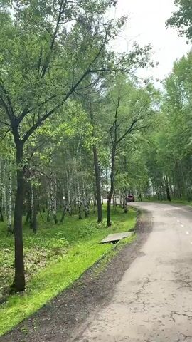 The video shows a paved road with white dashed lines in the center, curving to the right. The road is surrounded by a lush green forest with many birch trees with white bark and green leaves. There is a patch of grass and a small wooden bridge on the left side of the road. A red vehicle is visible in the distance on the road. The sky is overcast. The footage appears to be filmed from a moving vehicle.