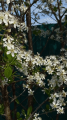Spring scenes documented in Votkinsk: woman, child, blooming trees
