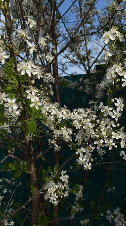 Spring scenes documented in Votkinsk: woman, child, blooming trees