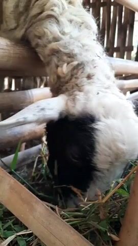 The video shows a close-up of a sheep's head and upper body as it eats grass. The sheep has white woolly fur on its back and neck, and a black and white face. Its head is lowered to the ground, and its mouth is visible as it chews on green grass. The sheep is enclosed by a wooden fence made of bamboo-like poles. The environment appears to be outdoors, possibly a farm or rural setting, with a blurred background of more wooden fencing and foliage. The lighting is natural, suggesting daylight. There are no other animals or people visible in the frame.