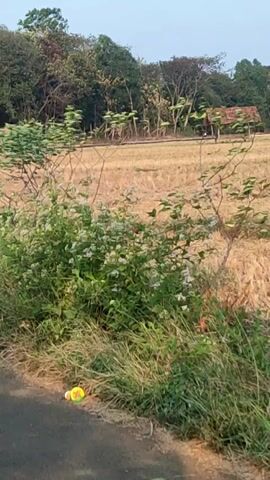 The video captures a view from a road, looking towards a rural landscape. In the foreground, a paved surface, likely a road, is visible on the left. To the right of the road, a patch of dry grass and green vegetation grows along the roadside. Among the vegetation, a small cluster of white wildflowers can be seen. Further into the background, a dry, harvested field stretches out, with stubble from a previous crop. Beyond the field, a line of trees and foliage forms a backdrop, with some smaller trees and vegetation scattered throughout. In the distance, a few structures, possibly houses or sheds, are partially visible amongst the trees. The sky above is clear and bright. There are no people visible in the video.