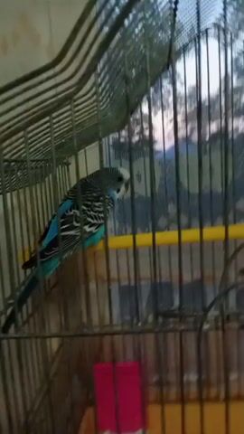 A budgie is perched on a yellow bar inside a birdcage. The budgie is primarily blue and green with black and white markings on its wings and head. The cage is made of metal bars and has a white ceiling. Outside the cage, a sheer curtain is visible, and beyond that, trees and a pale sky are visible. The lighting suggests it may be dusk or dawn. There is a pink object at the bottom of the cage.