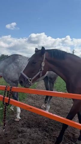 Two horses stand near an orange gate. The horse in the foreground is dark brown with a white blaze on its face and is wearing a halter and lead rope. The horse behind it is a dappled gray and is also wearing a halter. The horses appear to be interacting, possibly nuzzling each other. The environment is outdoors with green grass and a cloudy blue sky. The ground is muddy.
