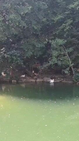 A video shows a scenic view of a tranquil lake surrounded by lush green trees and vegetation. In the distance, a white swan glides gracefully across the water's surface. The camera then pans to reveal a cascading waterfall, its water flowing down a rocky, moss-covered slope. The scene is bathed in natural light, creating a serene and picturesque atmosphere.