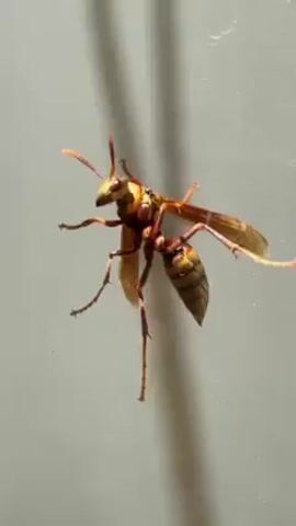 The video shows a wasp clinging to a smooth, light-colored surface, possibly a window or a wall. The wasp is brown and yellow with translucent wings and is stationary. The surface has faint vertical lines, suggesting it may be glass or a similar material. The lighting is somewhat diffused, creating soft shadows. The camera seems to be positioned close to the wasp, providing a detailed view of its features.