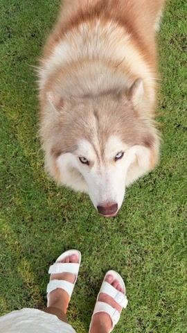 A person wearing white sandals stands on a patch of green grass, looking down at a large, furry, light brown and white dog at their feet. The person reaches down and pats the dog on its head. The dog then makes a long, low howling noise.
