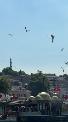 This vertical video captures a bright, sunny day with a clear blue sky. Several seagulls are in flight, scattered across the sky. In the background, a cityscape is visible, characterized by numerous buildings and architectural structures. Prominent among these are several minarets, suggesting a religious or historical context, possibly a mosque or a complex with religious significance. Green trees are interspersed within the urban landscape, adding a touch of nature. In the foreground, the video shows the upper portions of what appear to be boats or structures with ornate, golden domes, some adorned with Turkish flags. There are no clearly visible people in the frame. The overall impression is a scenic view of a city, likely coastal, with a dynamic sky filled with birds and architectural highlights.