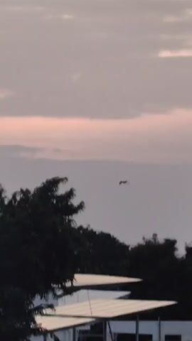 The video captures a serene outdoor scene with a backdrop of the sky during twilight. In the foreground, lush green trees with dense foliage dominate the lower half of the frame. Below the trees, there are structures with white, angled roofs, possibly solar panels or awnings. In the upper portion of the sky, soft, diffused clouds are visible, tinged with shades of pink and grey, indicative of sunrise or sunset. High up in the sky, a solitary bird can be seen in flight. The overall atmosphere is calm and tranquil.
