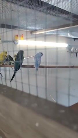 The video shows a flock of budgerigars inside a cage. The cage is made of wire mesh and has a wooden frame. A fluorescent light illuminates the cage. Several budgies are perched on wooden dowels. The birds are of various colors, including green, blue, yellow, and white. Some of the birds are preening their feathers, while others are looking around the cage. The video is shot from outside the cage, and there is some reflection on the surface of the camera.