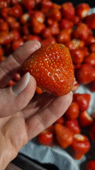 Heraldic crests and strawberries documented in Trier, Germany