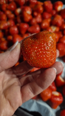 Heraldic crests and strawberries documented in Trier, Germany