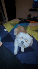 Late night pet companionship in Mexican home