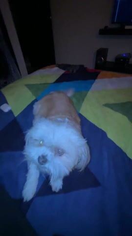 A tan and white Shih Tzu type dog is lying on a multi-colored blanket that appears to be on a bed. The dog is looking at the camera with golden eyes. A man's hand reaches down and strokes the dog's face. A TV, speaker, and other items are visible in the dark background.