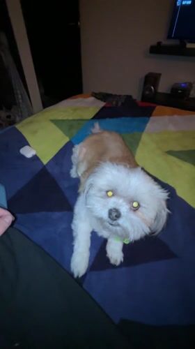 Late night pet companionship in Mexican home