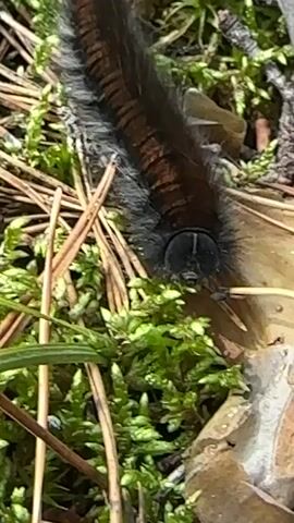 A close-up, ground-level shot focuses on the rear end of a large, fuzzy caterpillar moving through mossy ground covered with pine needles and bark. The caterpillar is dark brown with lighter brown stripes running along its segmented body. Its rear prolegs are visible, gripping the substrate. The surrounding environment consists of green moss, fallen pine needles, and textured bark. Sunlight illuminates the scene, highlighting the caterpillar's fuzzy texture and the details of the forest floor. The caterpillar's movement is slow and deliberate.