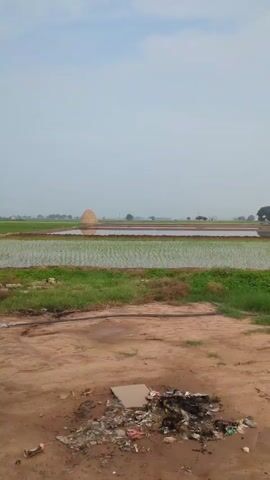 The video captures a rural landscape. In the foreground, there is a patch of dry, dusty ground littered with debris including plastic bags, torn cardboard, and other refuse. A black hose or pipe is visible on the ground. Beyond this, a strip of green grass separates the foreground from a flooded field, likely a rice paddy, where young green shoots are visible submerged in water. In the middle ground, there are several rows of these flooded fields. In the background, a conical haystack or a similar structure stands prominently in one of the fields. The sky is overcast with a hazy, light gray appearance. The overall scene suggests an agricultural area that also has a problem with littering.