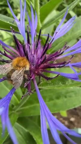 A close-up shot shows a bumblebee on a purple cornflower. The bumblebee is fuzzy and has black and yellow stripes. It is facing towards the center of the flower, and its body is partially obscured by the petals. The flower is in full bloom, with delicate purple petals and a spiky center. The background is blurred green foliage. The video appears to be shot in natural light, likely outdoors.
