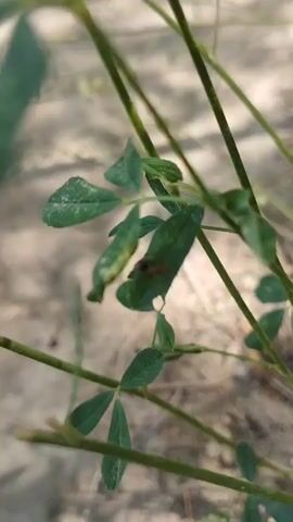 The video shows a close-up, out-of-focus view of green plant stems and leaves. A small red insect, possibly an ant, is visible on one of the leaves. The background is blurred and appears to be sandy soil.