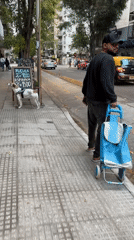 Dog waits by produce stand as cyclist passes Buenos Aires sidewalk