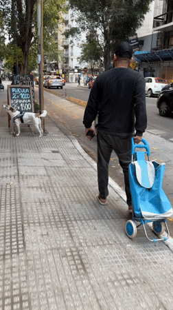 Dog waits by produce stand as cyclist passes Buenos Aires sidewalk
