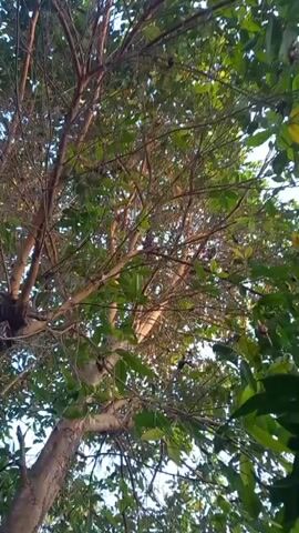 The video shows a low-angle view looking up into the branches of a tree. The tree has a thick trunk and many branches covered in green leaves and some bare twigs. The sunlight filters through the leaves, creating dappled light and shadows. The sky is visible in the background and appears to be a light blue. There are no people or animals visible in the video.